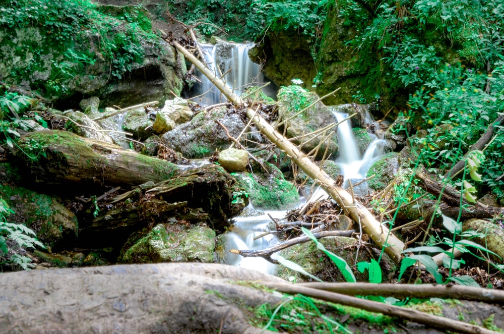 a stream running through a lush green forest