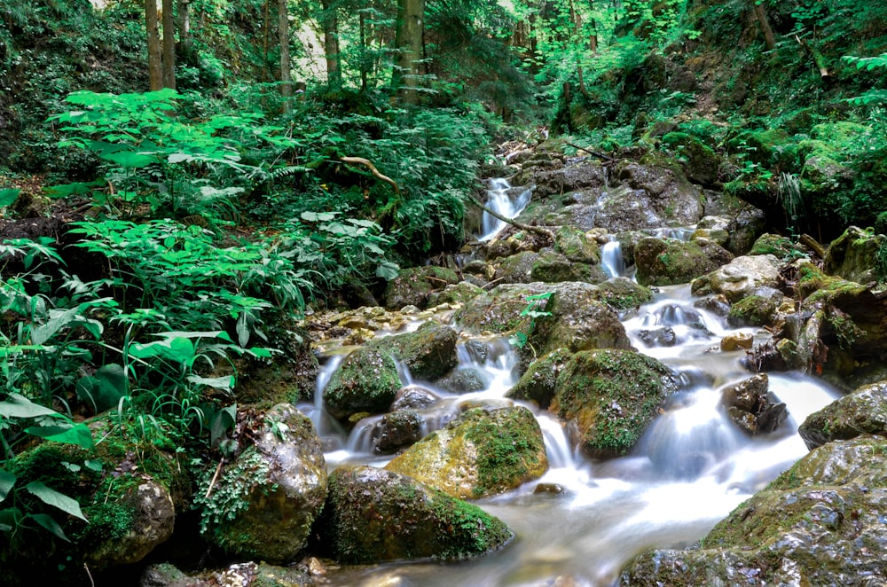 a stream of water running through a lush green forest