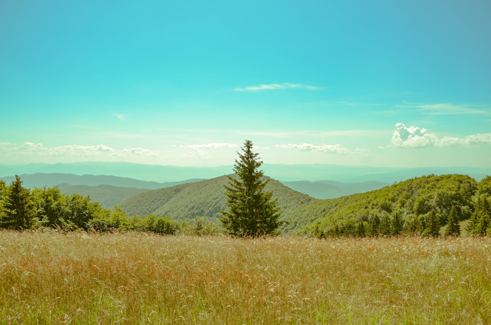 a grassy field with trees and mountains in the background