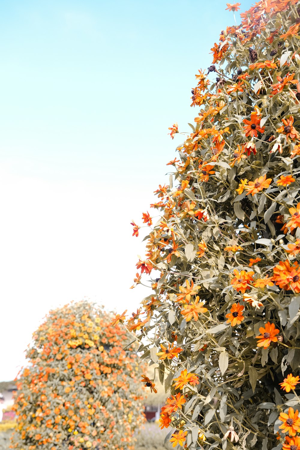 a bunch of orange flowers growing on a tree