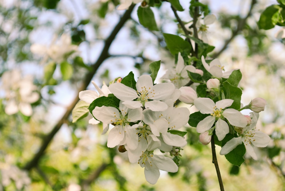 a close up of some white flowers on a tree