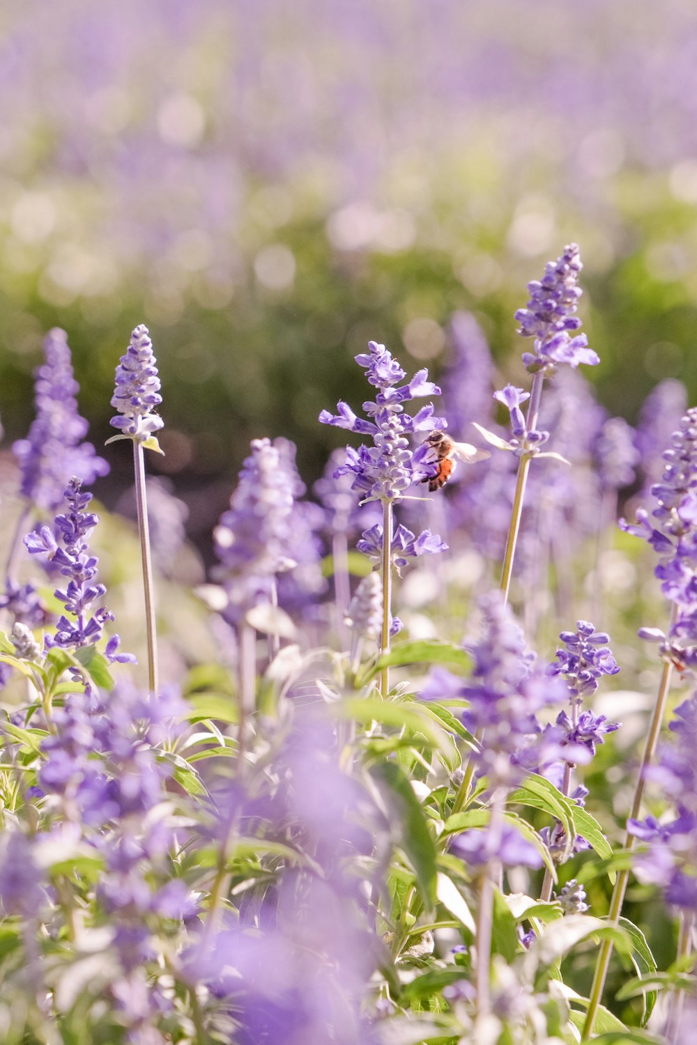 ein Feld mit lila Blumen mit einem Marienkäfer darauf