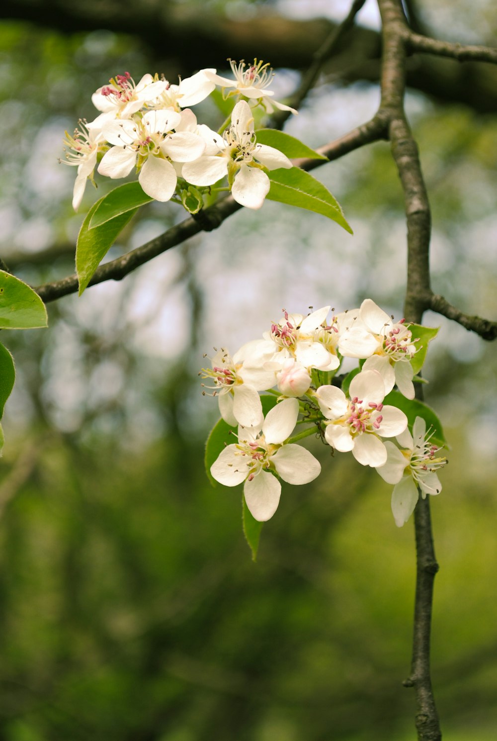 a branch with white flowers and green leaves