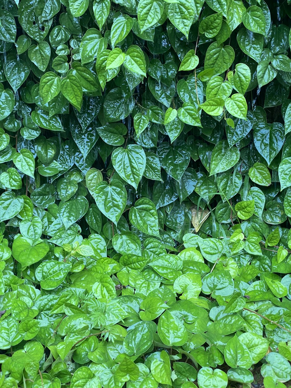 a close up of a bunch of green plants