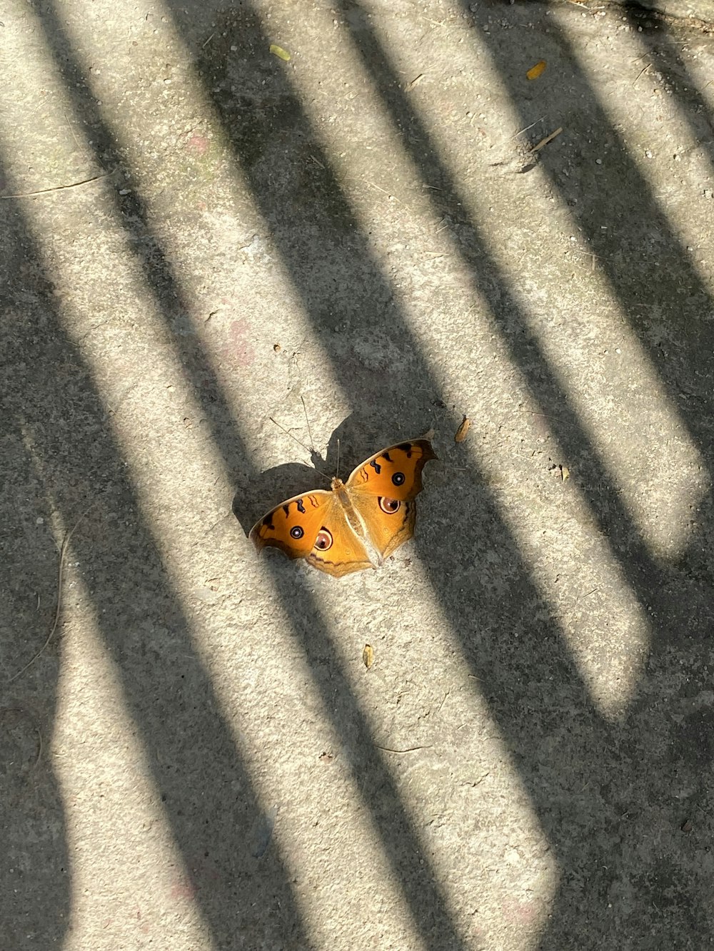a butterfly sitting on the ground in the sun