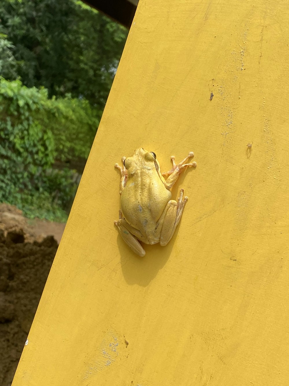 a small yellow frog sitting on top of a yellow wall