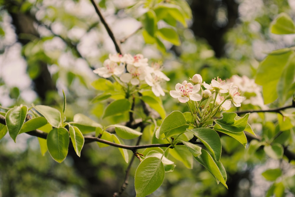 a branch with white flowers and green leaves