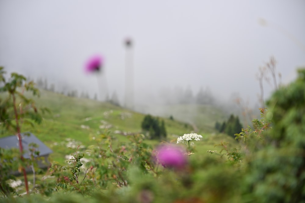 a foggy field with flowers in the foreground