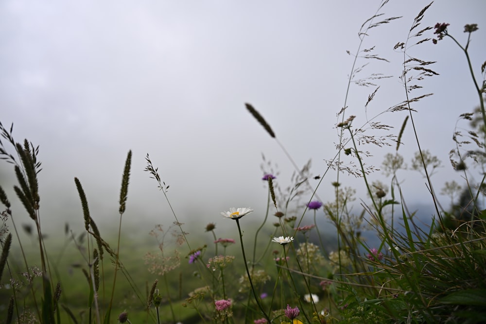 a field of wildflowers and grasses on a foggy day