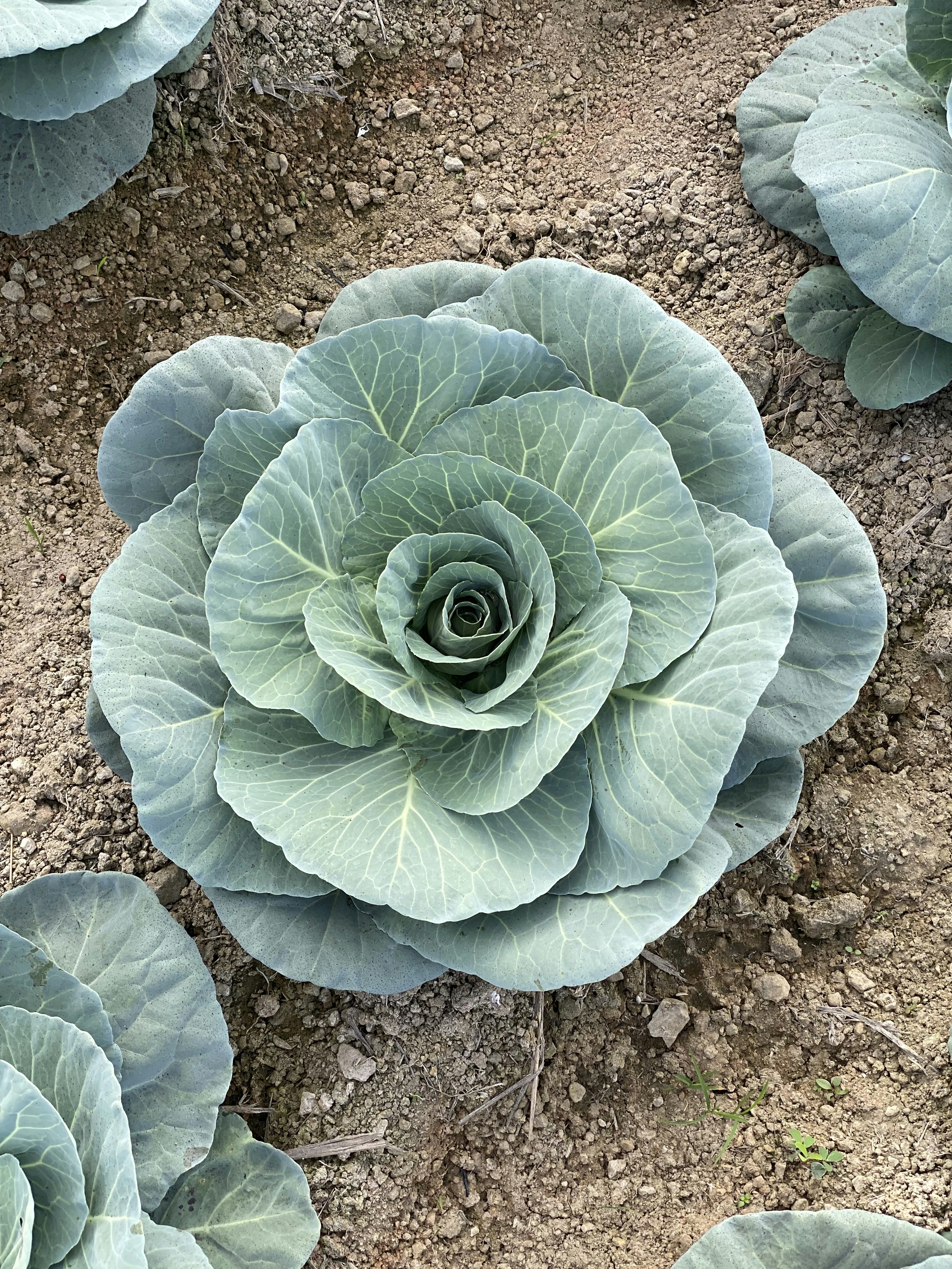 a close up of a green plant on a dirt ground