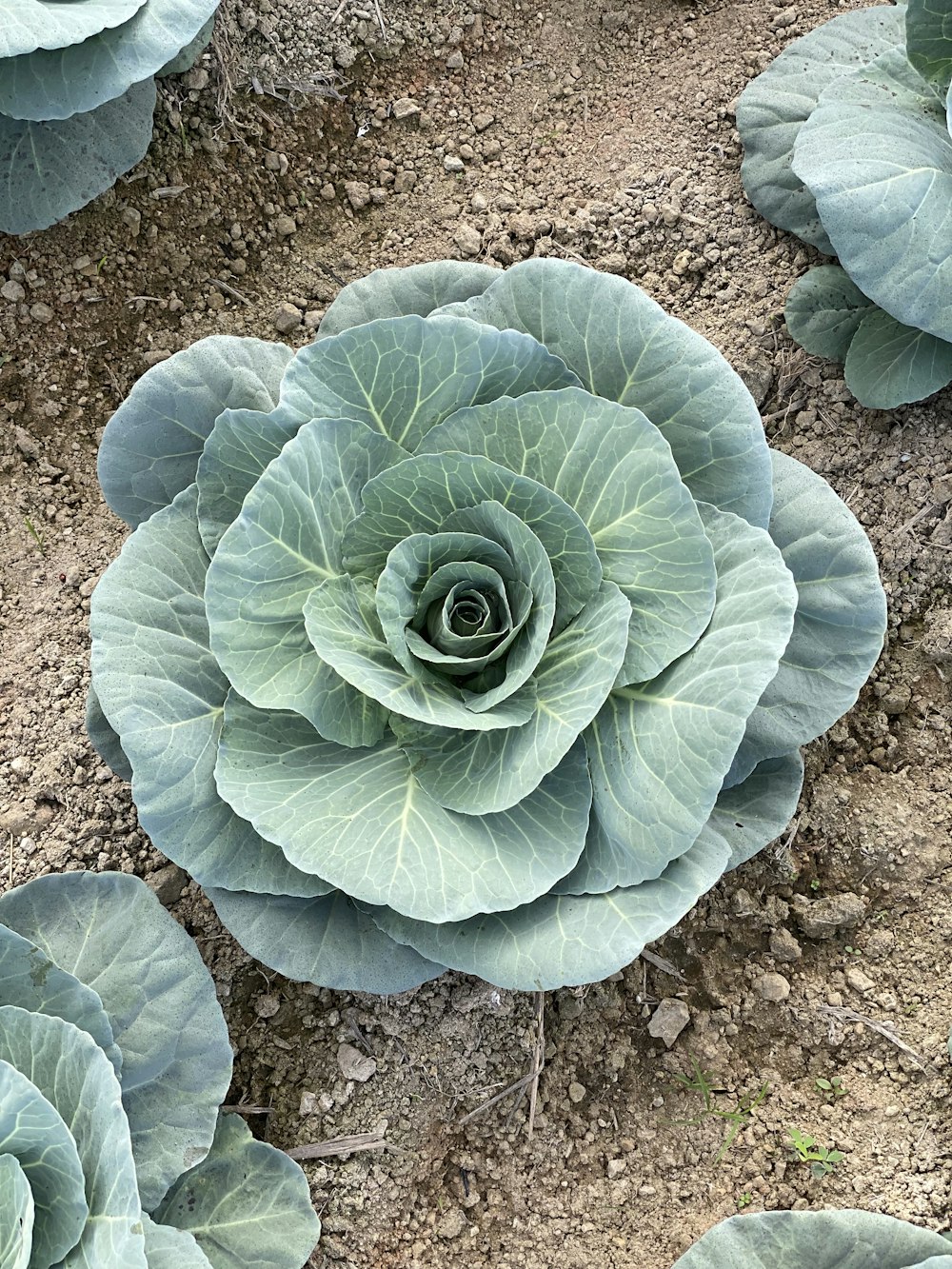 a close up of a green plant on a dirt ground