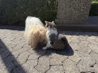 A happy dog and cat playing together in a sunny park.