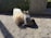A small dog and a cat are interacting on a stone-paved pathway. The dog has long, fluffy, light-colored fur while the cat has a white and grey coat. They appear to be in a calm, possibly curious state.