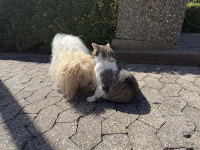 A peaceful scene of a dog and cat calmly interacting in a sunlit garden.