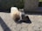 A small dog and a cat are interacting on a stone-paved pathway. The dog has long, fluffy, light-colored fur while the cat has a white and grey coat. They appear to be in a calm, possibly curious state.