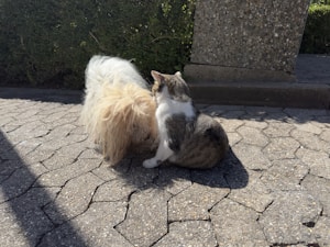 A small dog and a cat are interacting on a stone-paved pathway. The dog has long, fluffy, light-colored fur while the cat has a white and grey coat. They appear to be in a calm, possibly curious state.