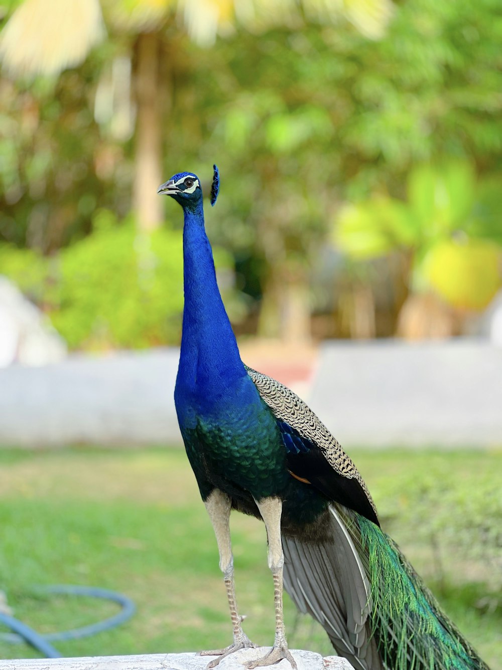 a peacock standing on top of a cement slab