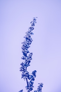 A single tall plant stem with clusters of small round seeds, all in a uniform deep blue color set against a light blue background. The seeds are densely packed and create intricate patterns along the stem.