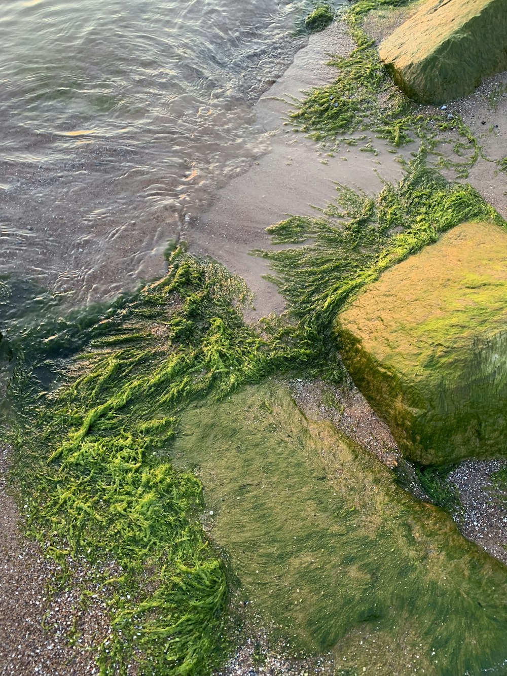 green algae growing on the shore of a body of water