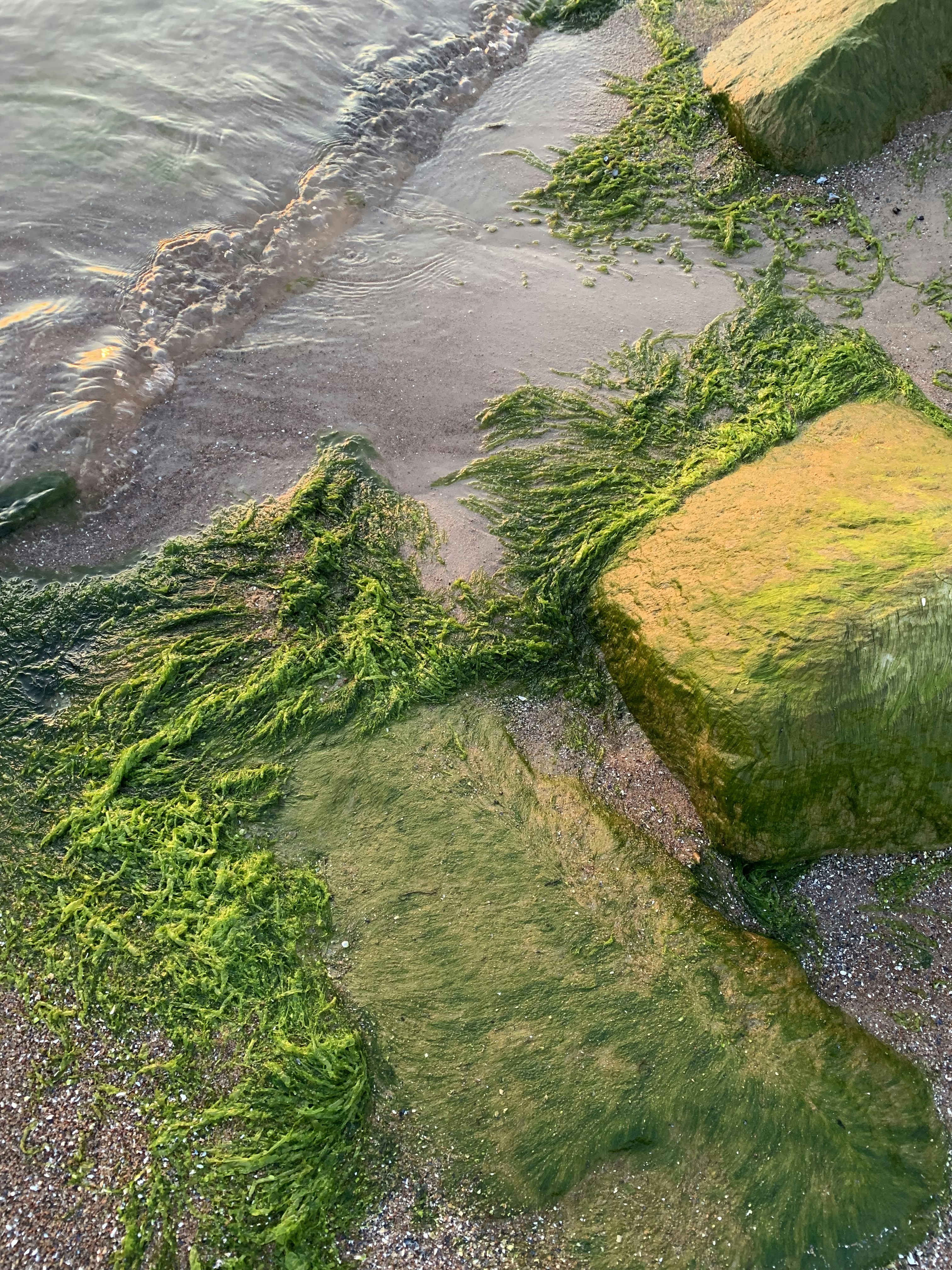 green moss growing on the rocks of a beach