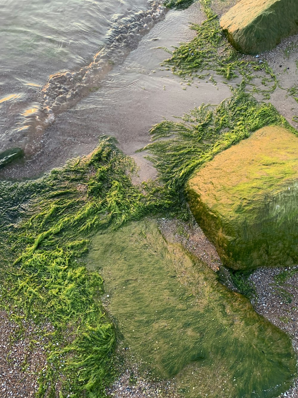 green moss growing on the rocks of a beach