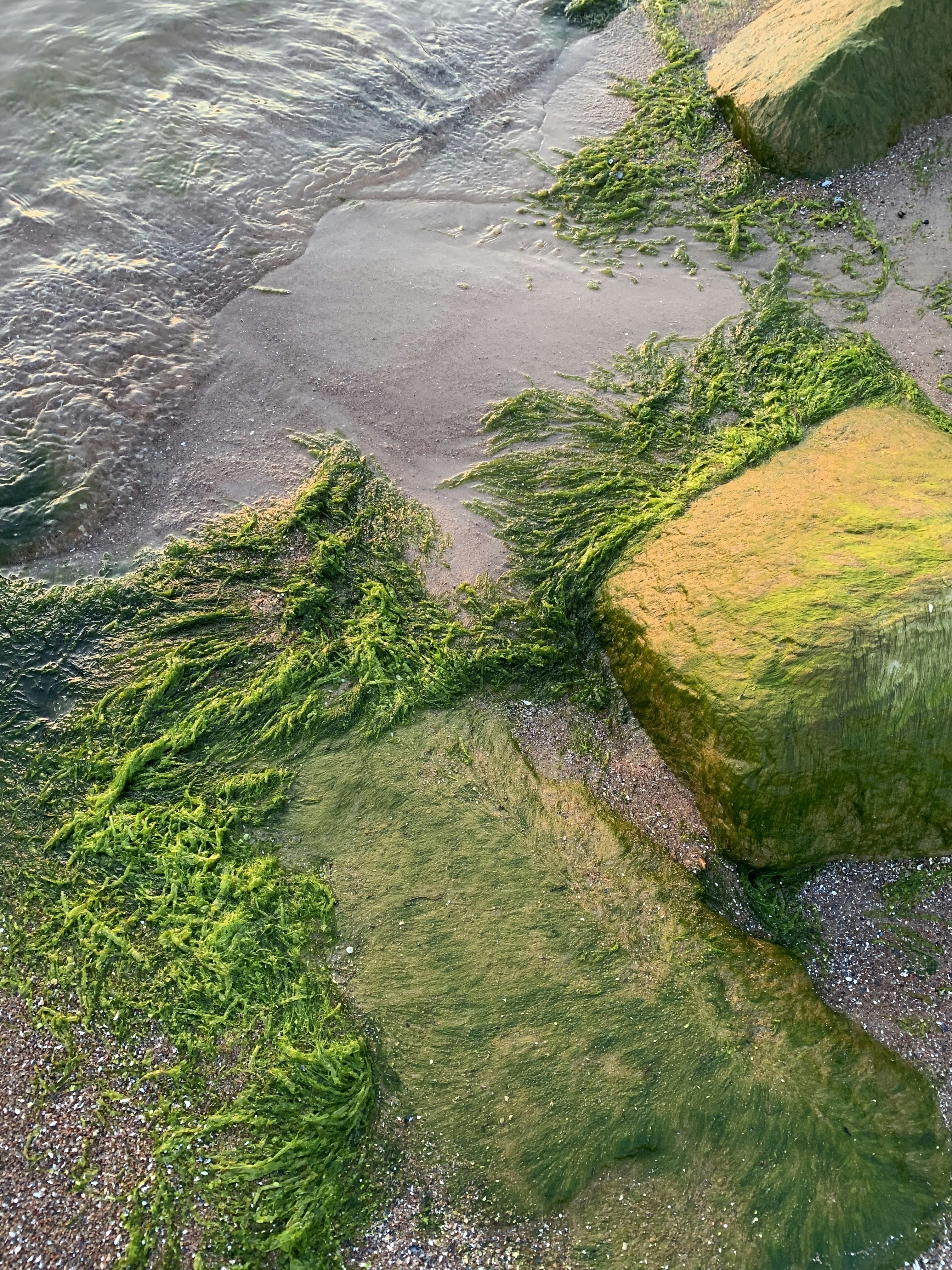 green moss growing on rocks near the water