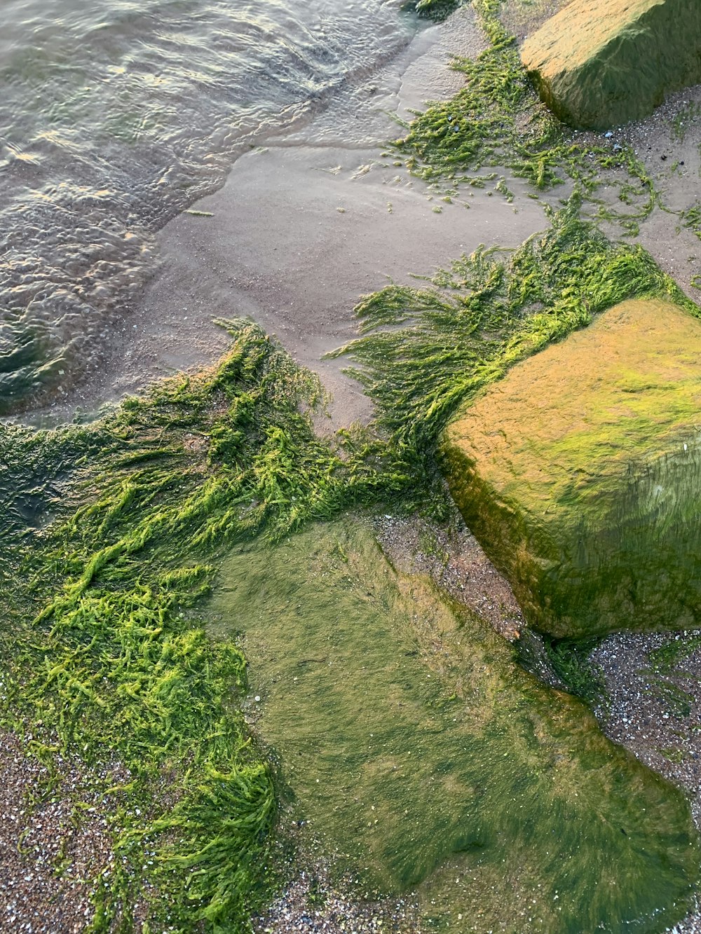 green moss growing on rocks near the water