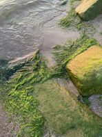 Algae on driveway Cardiff