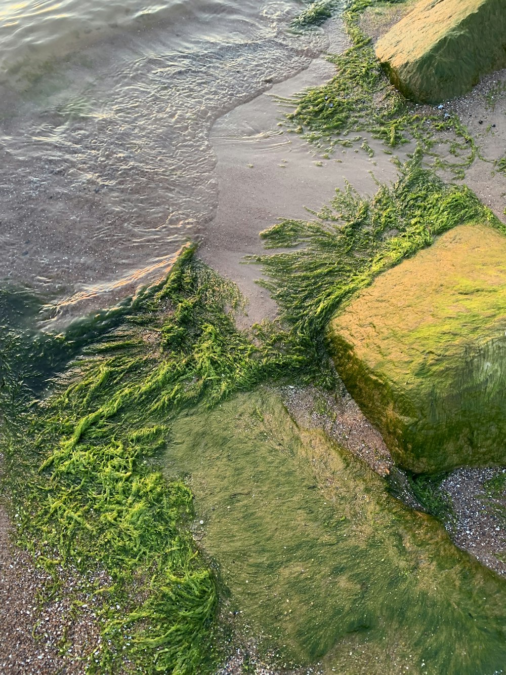 green algae growing on the shore of a beach