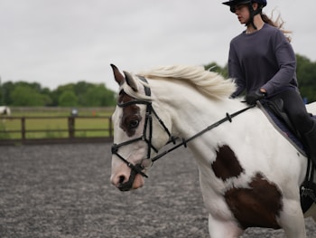 A person is riding a white horse with brown patches in an outdoor riding arena. The person is wearing a helmet, gloves, and a gray long-sleeve shirt. The background shows a fenced area with green grass and trees.