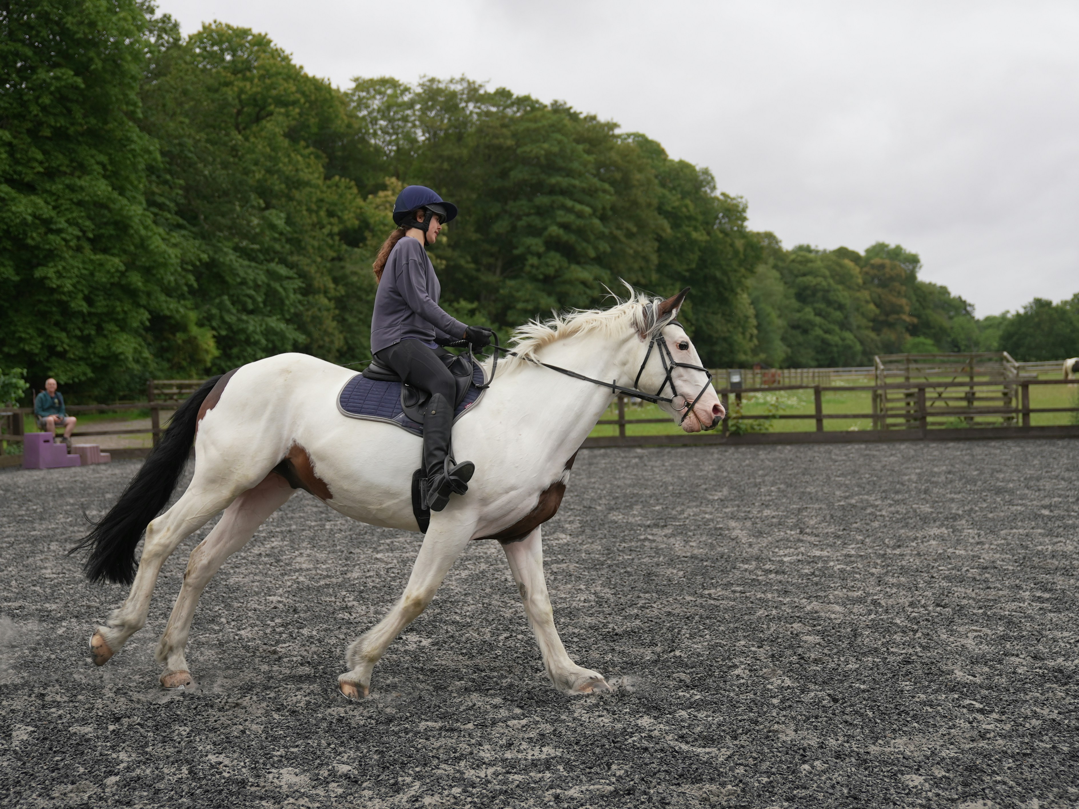 Horse and rider working in arena, smooth collected trot, green pasture backdrop
