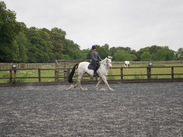 A Friesian gelding trotting gracefully in an arena.