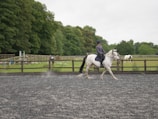 A person is riding a white horse in an outdoor riding arena bordered by a wooden fence. The rider wears a helmet and casual riding apparel. The background features lush green trees and another horse in a pasture, contributing to a serene and natural setting.