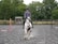 A person dressed in equestrian gear, including a helmet, is riding a white and brown horse on a gravel surface in an outdoor setting. The background features lush green trees and a fenced area, indicative of an equestrian training ground or arena.