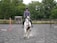 A person dressed in equestrian gear, including a helmet, is riding a white and brown horse on a gravel surface in an outdoor setting. The background features lush green trees and a fenced area, indicative of an equestrian training ground or arena.