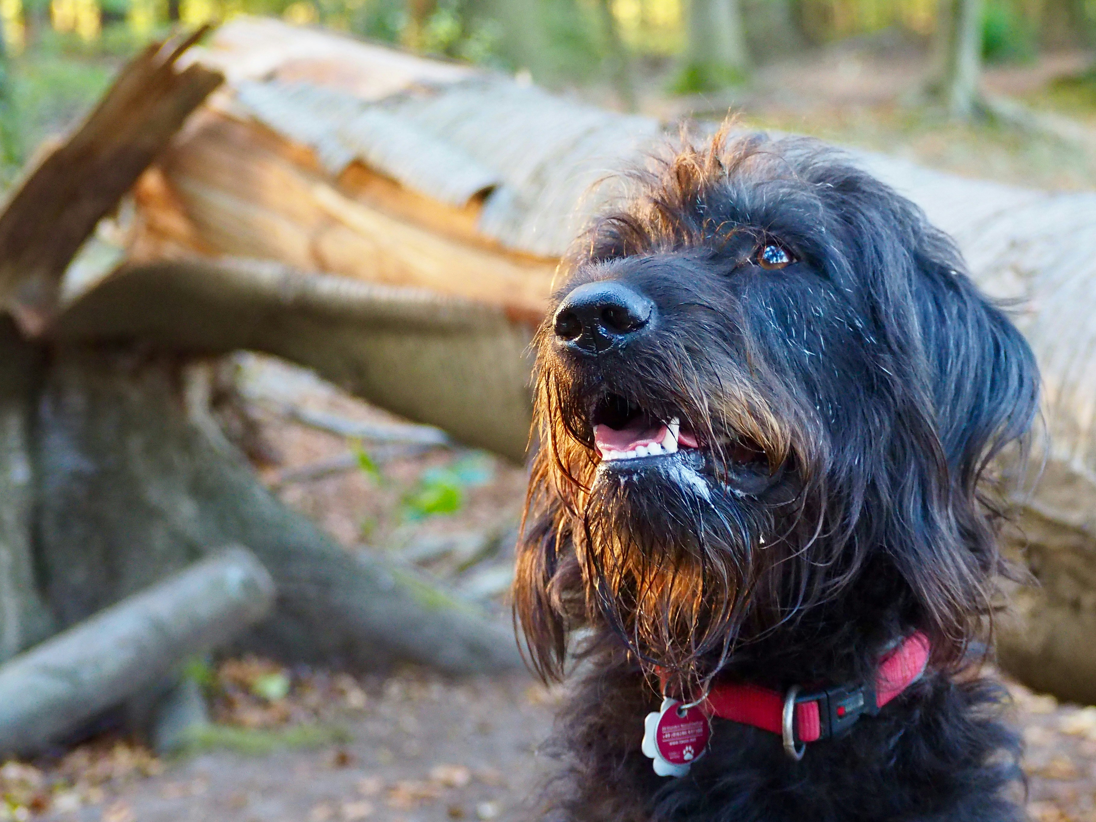 ¿Por qué es esencial elegir un hospedaje con entrenamiento profesional?