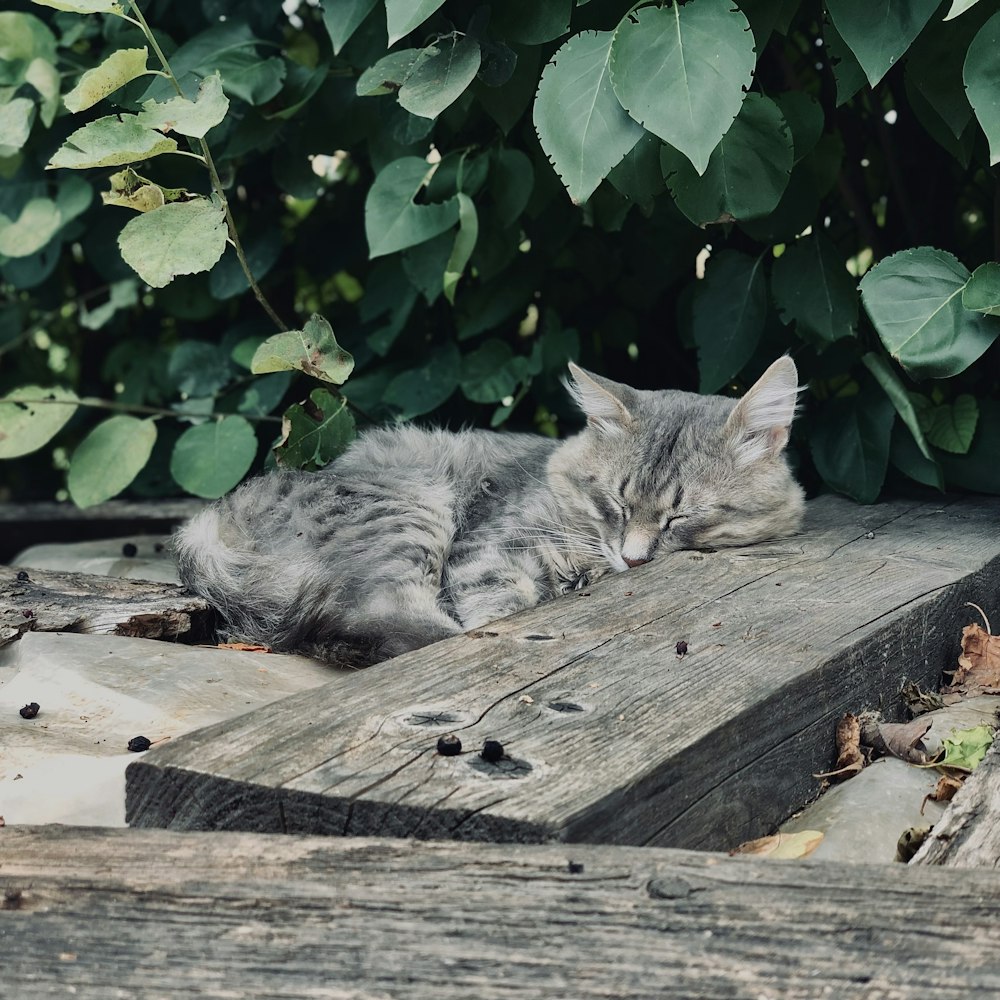 a cat laying on top of a wooden plank