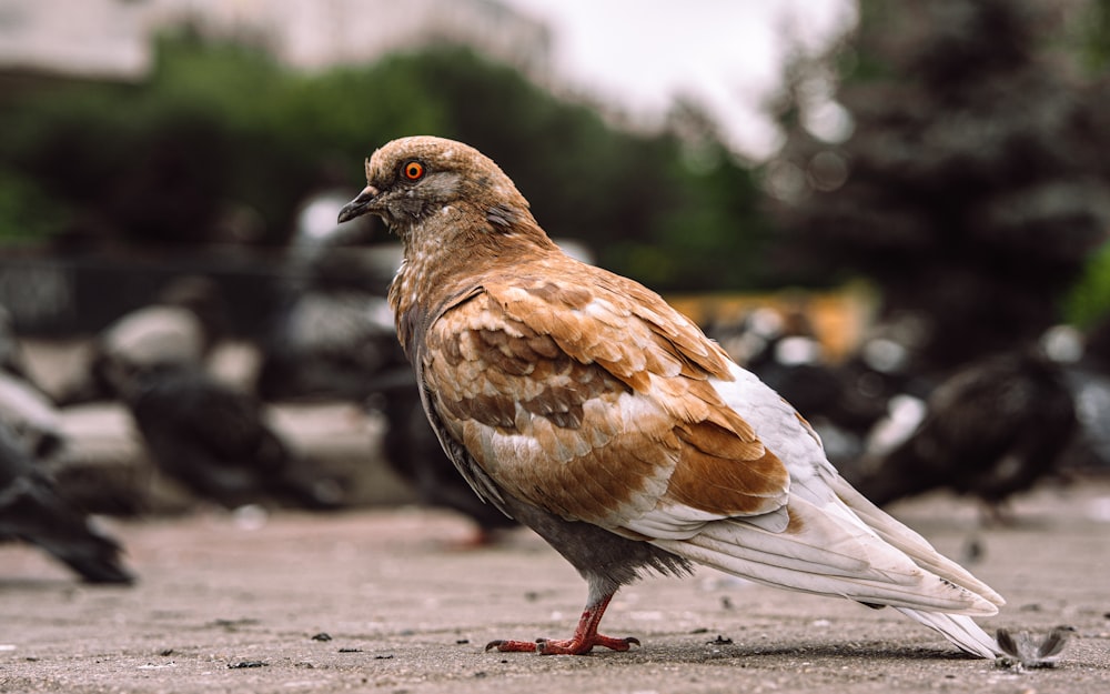 a brown and white bird standing on the ground