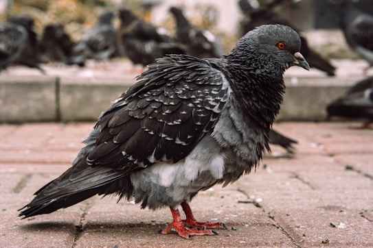 A close-up of a pigeon with detailed feathers standing on a paved surface, with several other pigeons blurred in the background. The pigeon has a distinctive orange eye and red feet, showcasing a mixture of dark and light gray plumage.