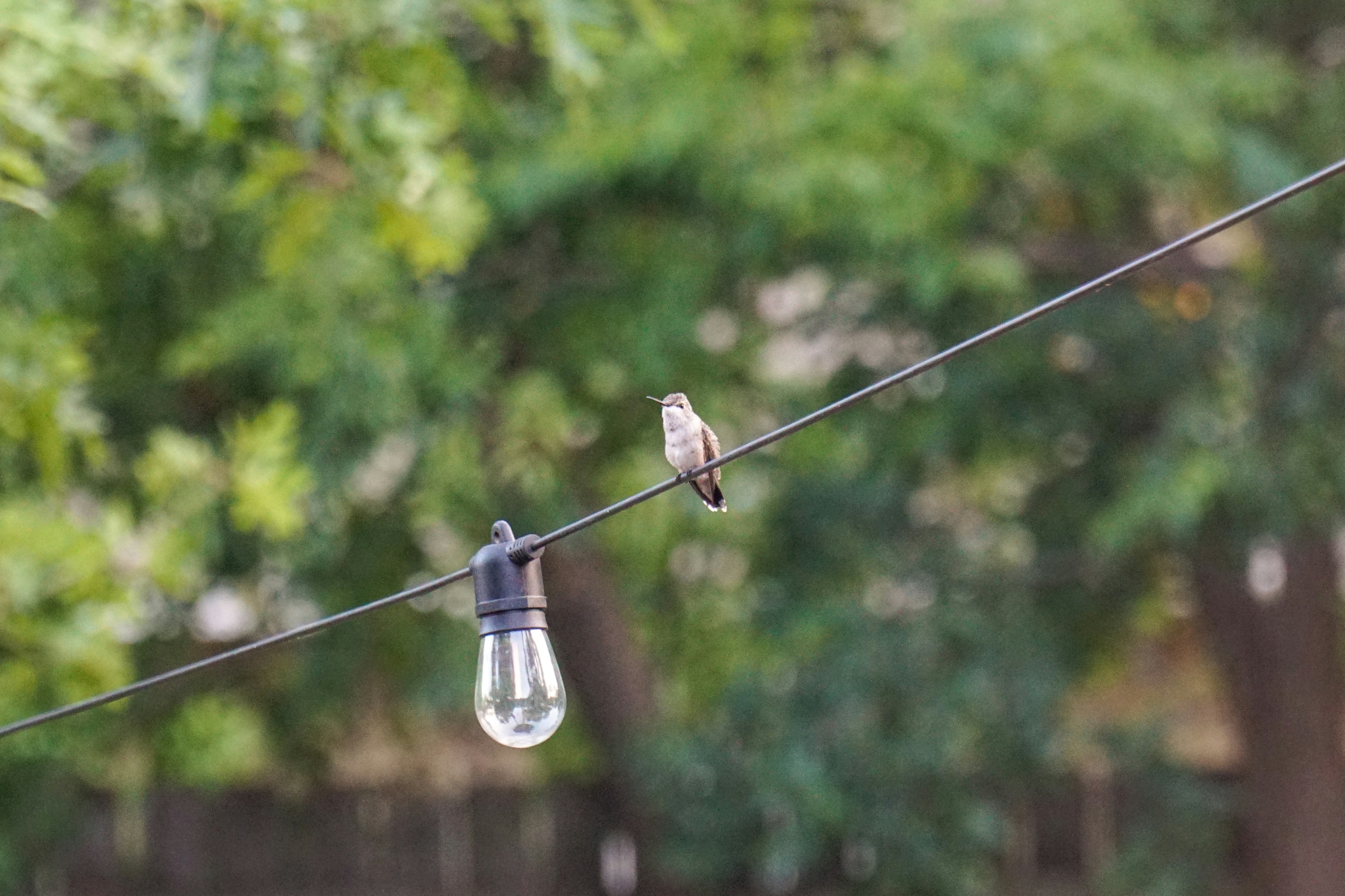 6 Backyard Bird Watching Tips for Selecting Waterproof Equipment