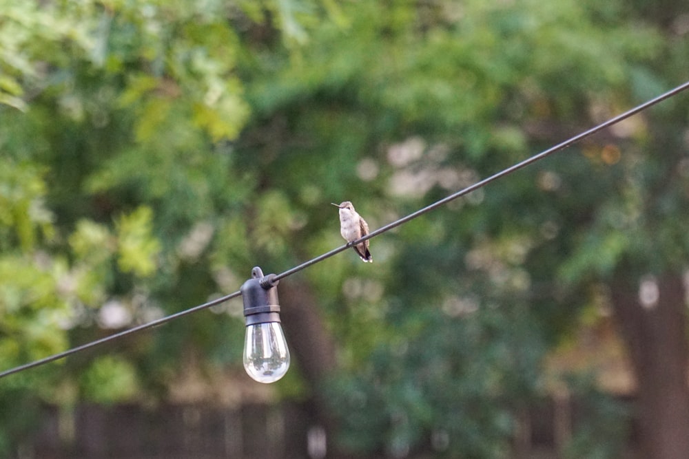 a small bird perched on a wire with a light bulb