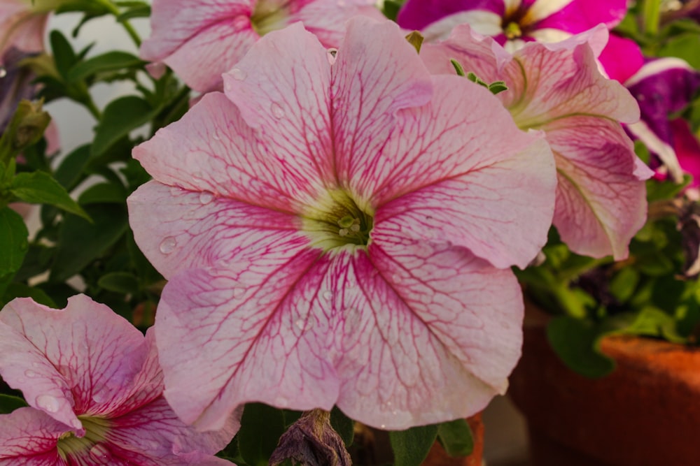 a group of pink flowers sitting next to each other