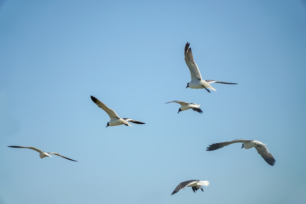 a flock of birds flying through a blue sky