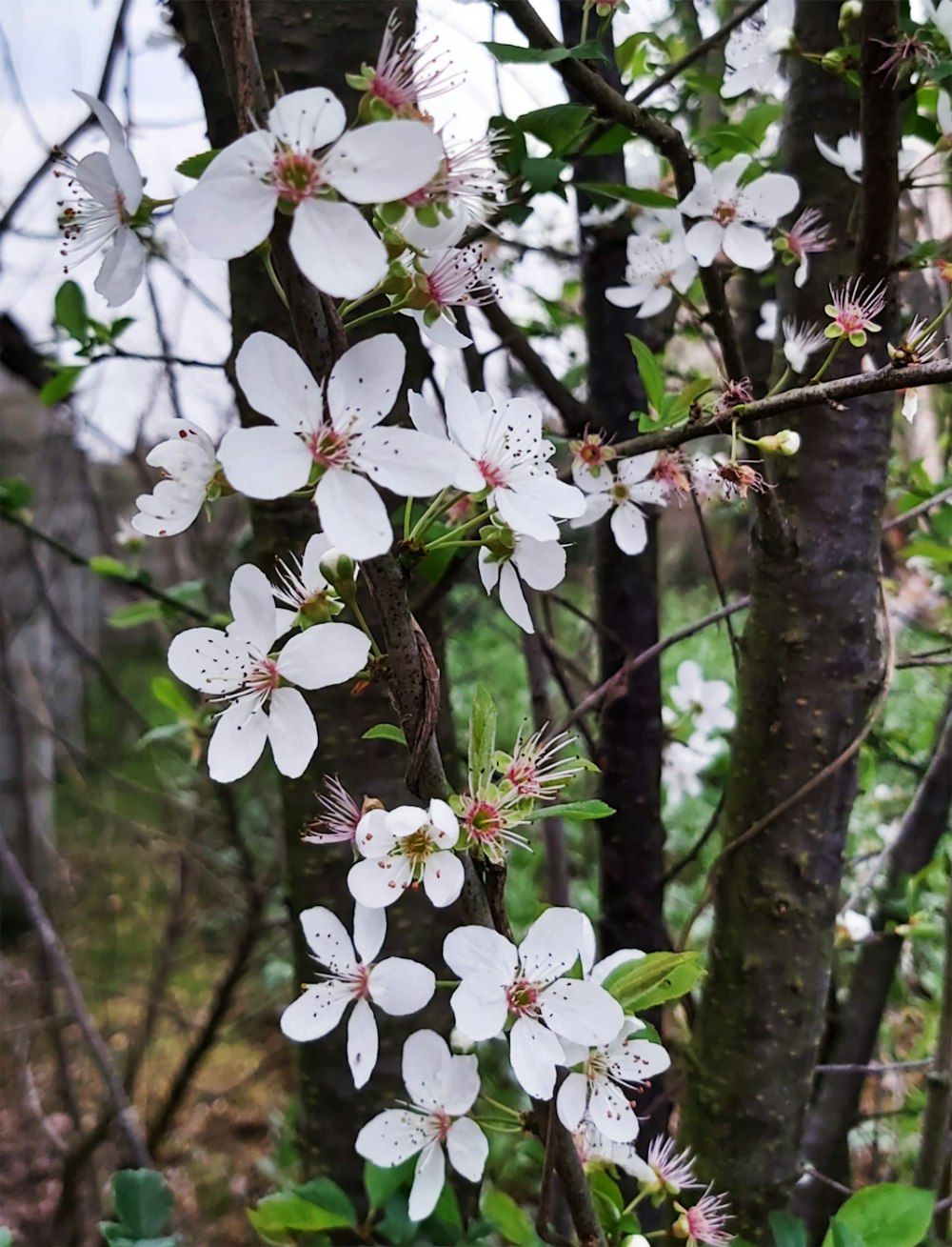 a tree with white flowers in a forest