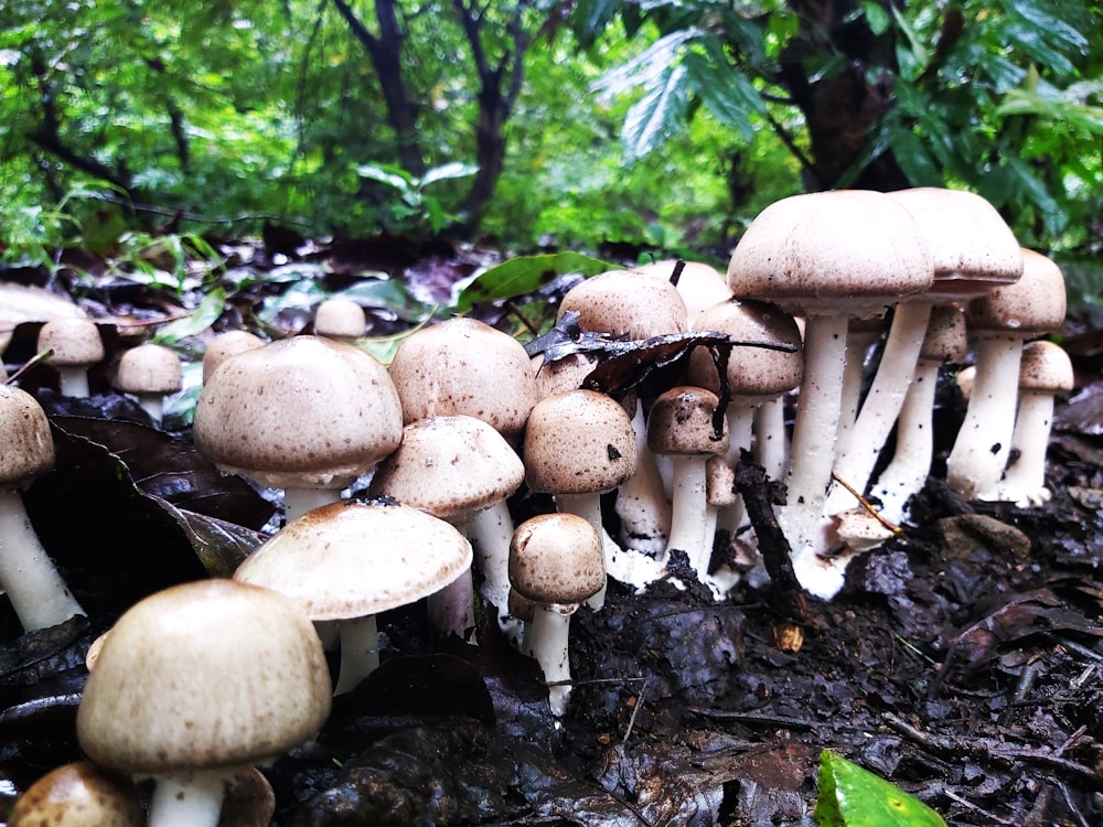a group of mushrooms that are on the ground