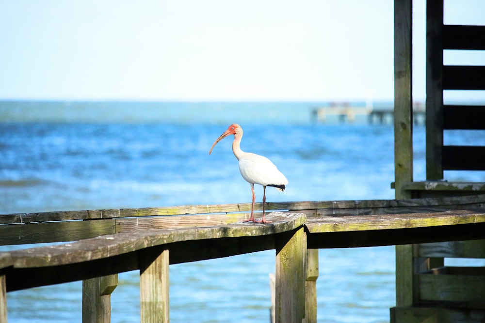 a white bird with a long beak standing on a dock