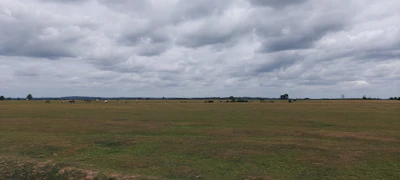 A wide shot capturing a herd grazing under a vast, cloudy sky.