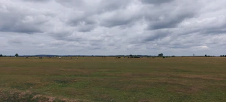 A wide shot capturing a herd grazing under a vast, cloudy sky.