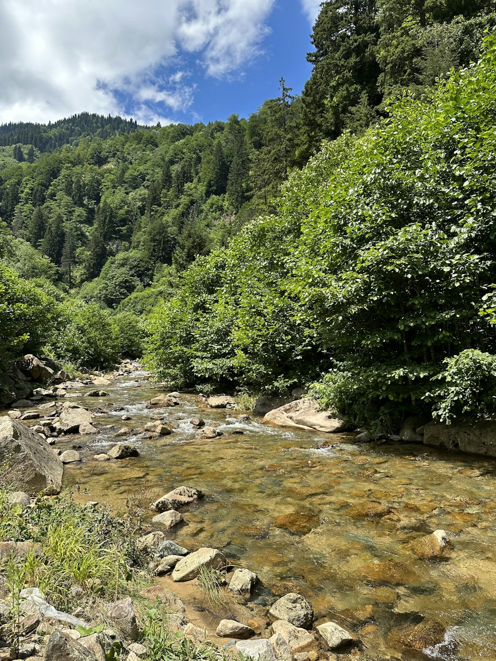 a river running through a lush green forest