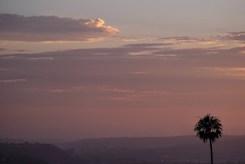 a palm tree is silhouetted against a sunset sky